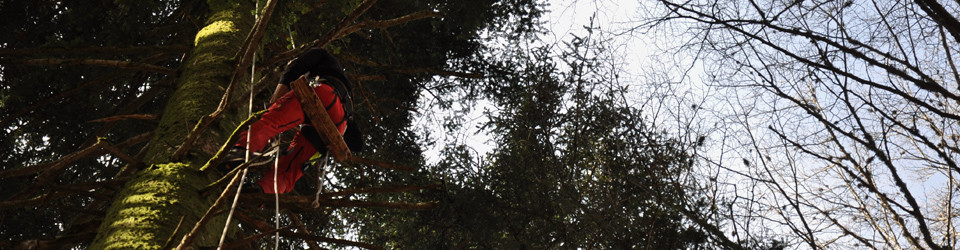 treeclimbing