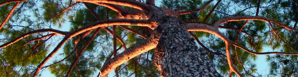 pinea ramificazioni
