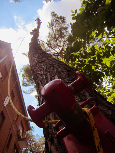 ROMA (abbattimenti controllati pinus pinea)