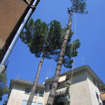 arrampicando il fusto