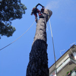 taglio del fusto