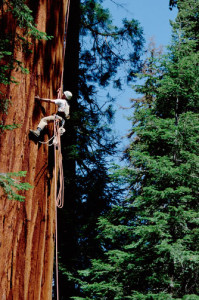 GIANT SEQUOIA