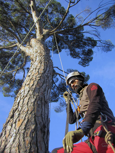 (Italiano) OSIMO (rimonda del secco su n° 2 pinus pinea secolari)