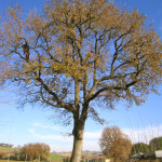 SULLA QUERCIA