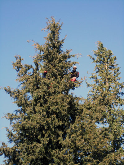 PATERNO CUPRESSUS SEMPERVIRENS