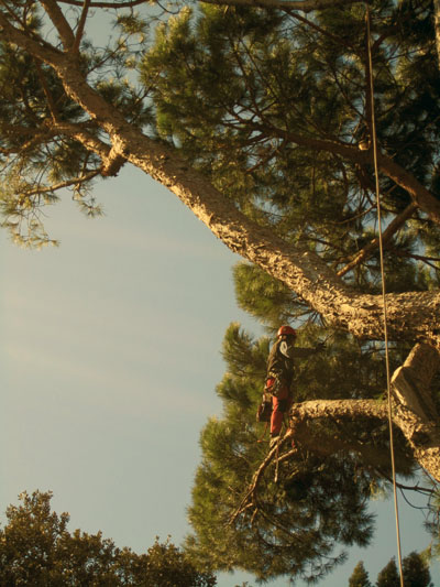 (Italiano) SENIGALLIA PINUS PINEA